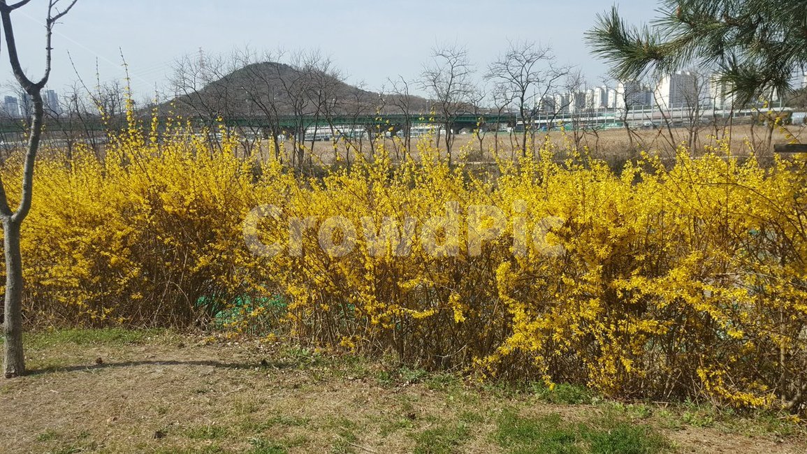 풍경,꽃,개나리,노랑,산책길,봄,계절,spring,season,outdoors,옥외,grassland,목초지,field,들,nature,자연,rural,농촌,farm,농장