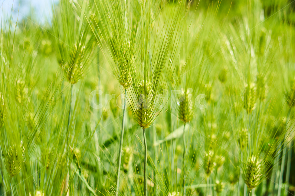 보리,들판,자연,초록,푸르름,여름날,보리밭,청보리,여름,계절,summer,season,식물,자연,plants,nature,plant