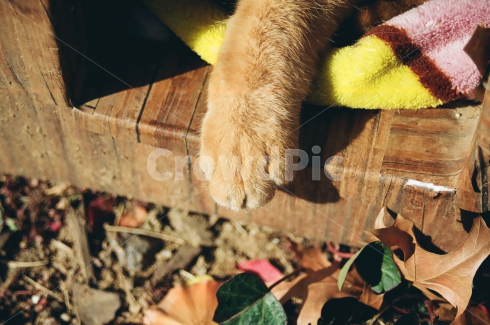 동물,고양이,포유류,animal,cat,kitten,발,paw,감성사진,동물,animal,포유류,mammal,고양이,cat,kitten,kitty,감성,sensible,feeling