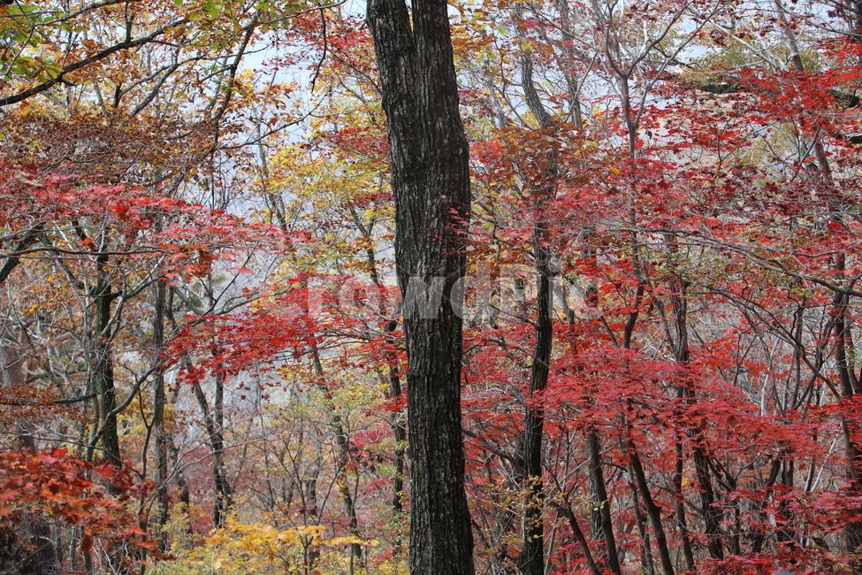 가을,가을낙엽,낙엽,나뭇잎,단풍,가을,계절,fall,autumn,season,tree,나무,plant,식물,maple,leaf,잎