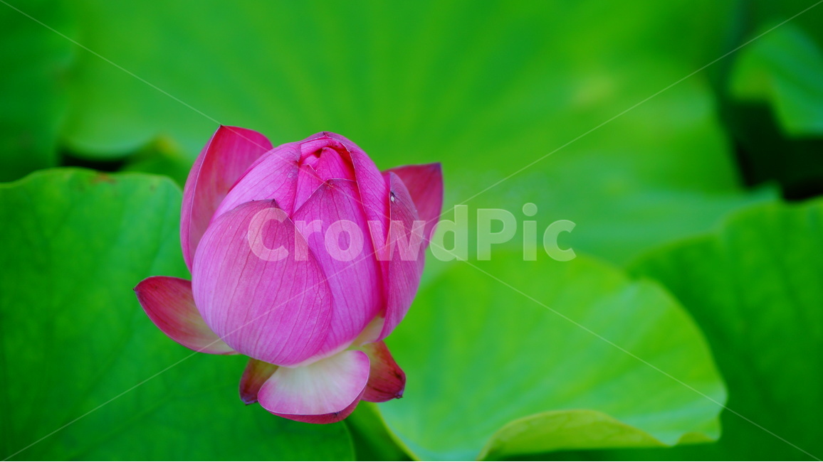 연꽃,꽃,꽃사진,식물,자연,식물,자연,plants,nature,꽃,flower
