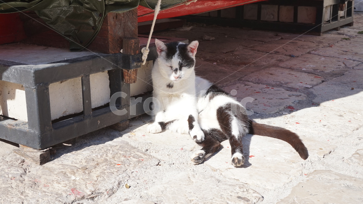 고양이,길고양이,귀여움,고양,냥냥,동물,동물,animal,포유류,mammal,고양이,cat,kitten,kitty