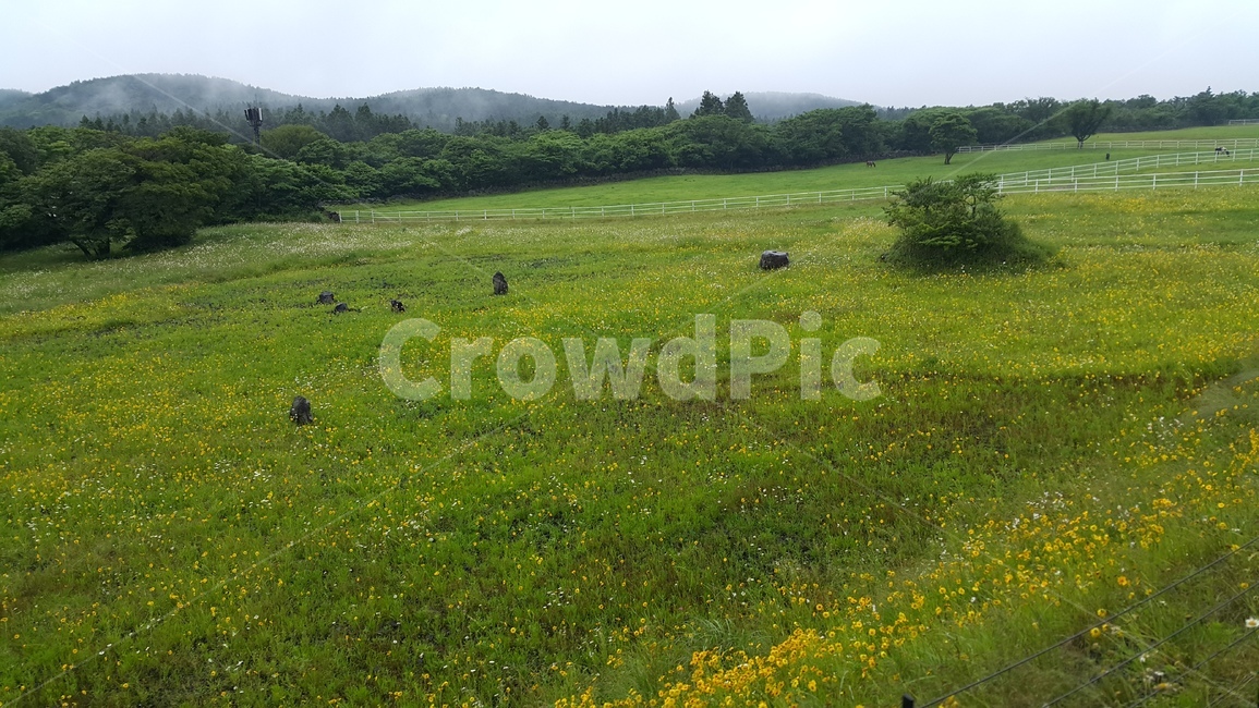 자연풍경,제주,들판,초원,평야,제주도,자연경관
