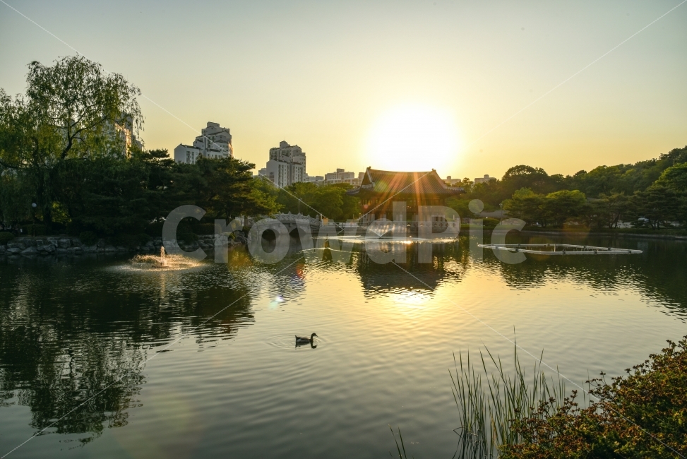 분당중앙공원,자연,풍경사진,분당,공원,호수,오리,노을,국내여행,도시,풍경,city,landscape,한국전통,한국문화,korean traditional,korean culture,water,물,nature,outdoors,옥외