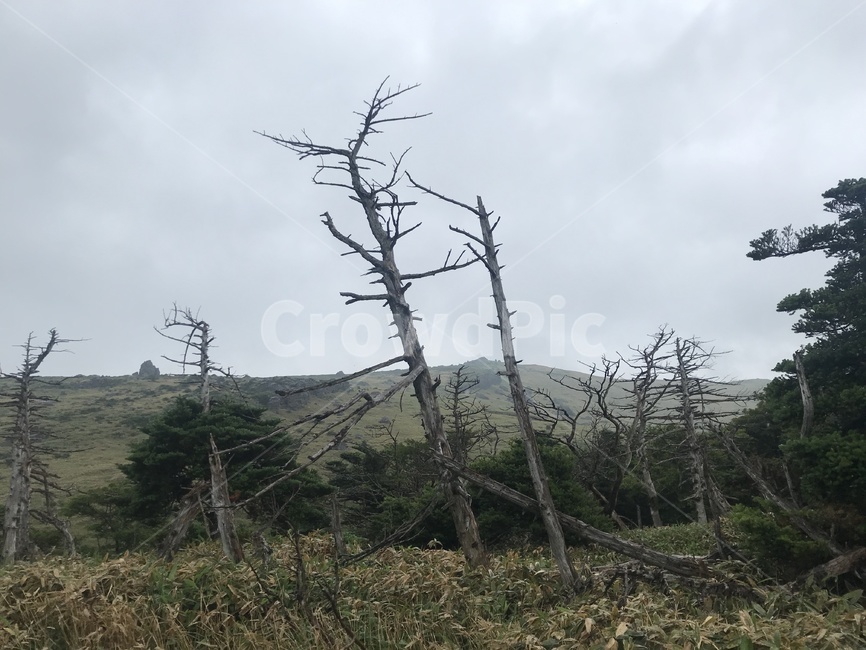 제주한라산,한라산,영실탐방로,백록담,윗세오름,자연,풍경,nature,landscape