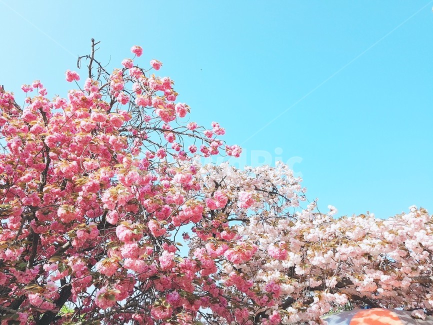 겹벚꽃,왕벚꽃,봄,벚꽃,꽃,식물,자연,plants,nature,꽃,flower