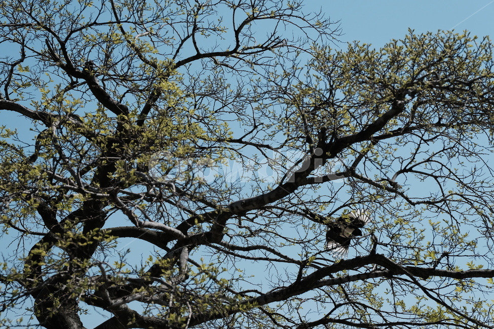 tree,나무,treetrunk,나무줄기,식물,새,bird