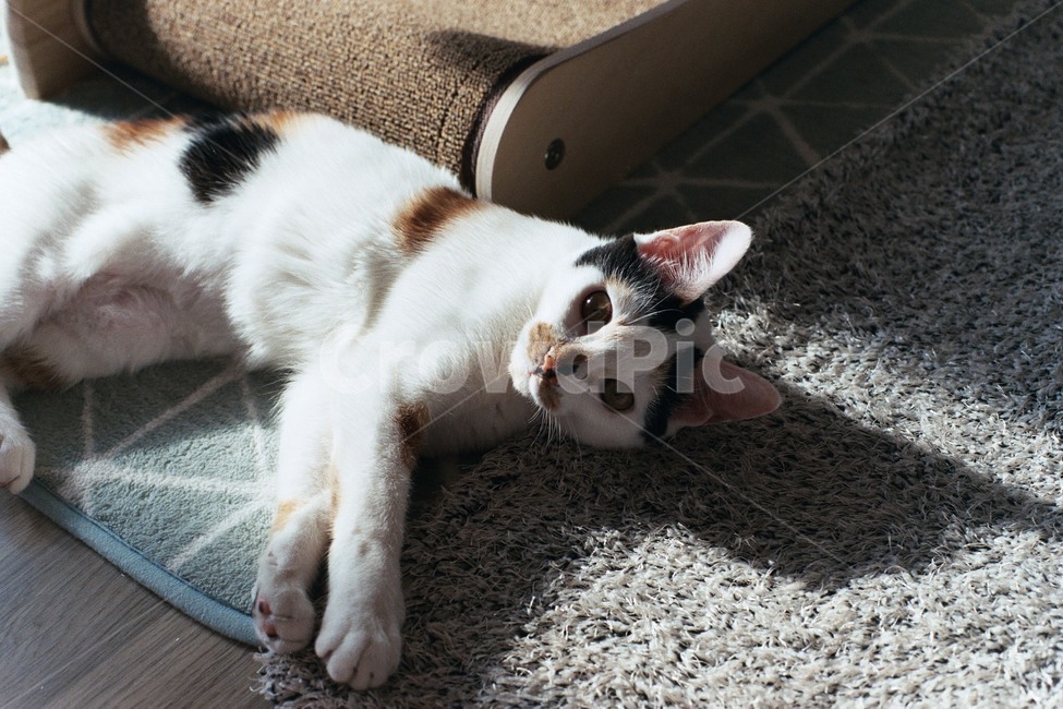 고양이,반려동물,동물,cat,animal,동물,animal,포유류,mammal,고양이,cat,kitten,kitty