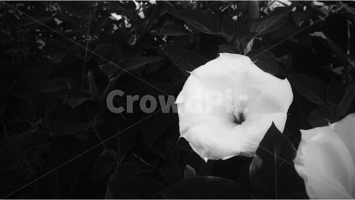 흑백,모노,꽃,flower,나팔,morningglory,식물,plants,white,nature,식물,자연,plants,nature,꽃,flower,흑백,모노톤,monochrome,black and white