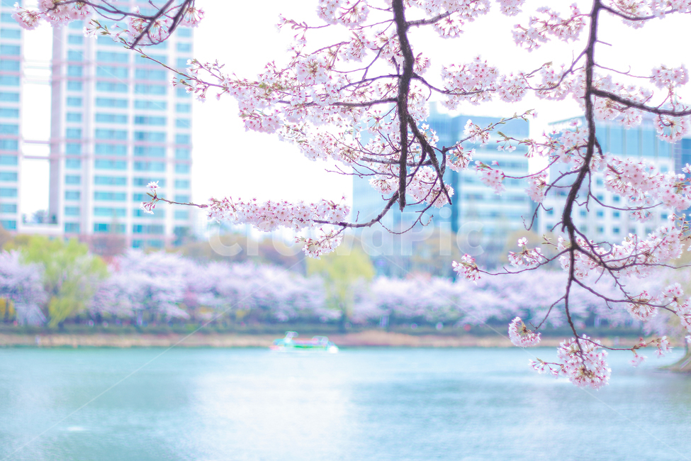 plant,식물,blossom,cherryblossom,벚꽃,flower,꽃,봄,spring,봄,계절,spring,season,식물,자연,plants,nature,꽃,flower
