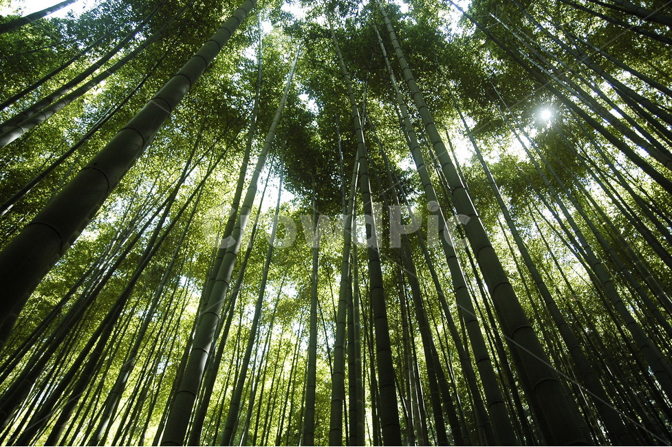 대나무,풍경,숲,자연,힐링,자연,풍경,nature,landscape,식물,plants,나무,trees,wood,plant