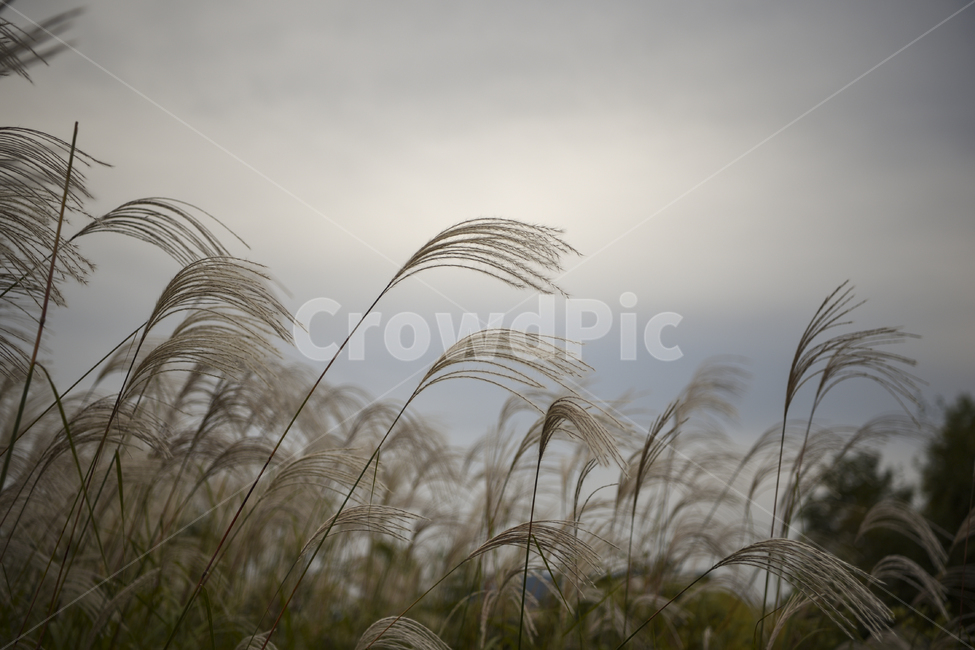갈대,가을,겨울,reed,가을풍경,가을날씨,씁쓸함,가을,계절,fall,autumn,season