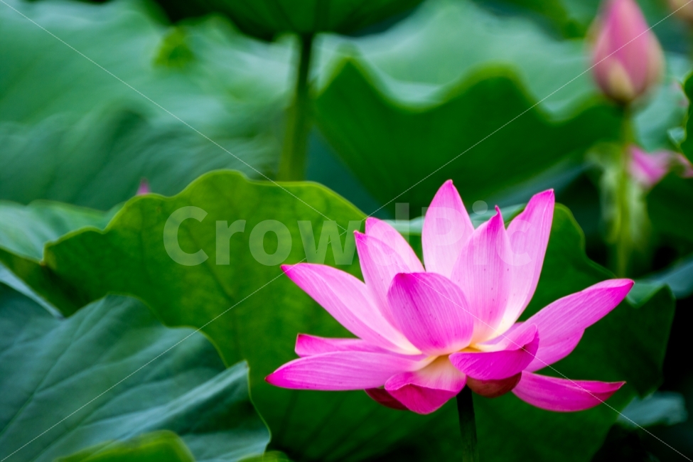 연꽃,식물,자연,풍경,스냅,식물,자연,plants,nature,꽃,flower
