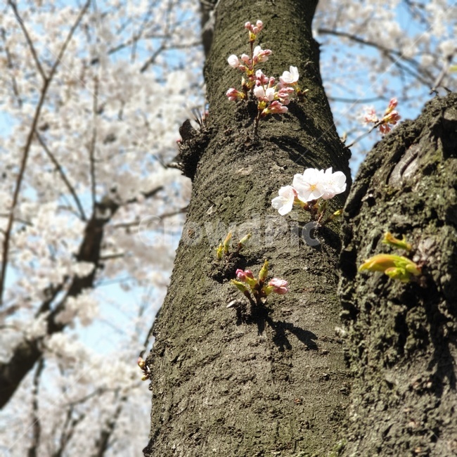 나무,벚꽃,공원,nature,자연,봄
