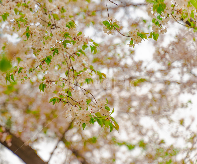 벚꽃,여의도,윤중로,벚꽃길,윤중로벚꽃길,봄,계절,spring,season,식물,자연,plants,nature,꽃,flower,plant