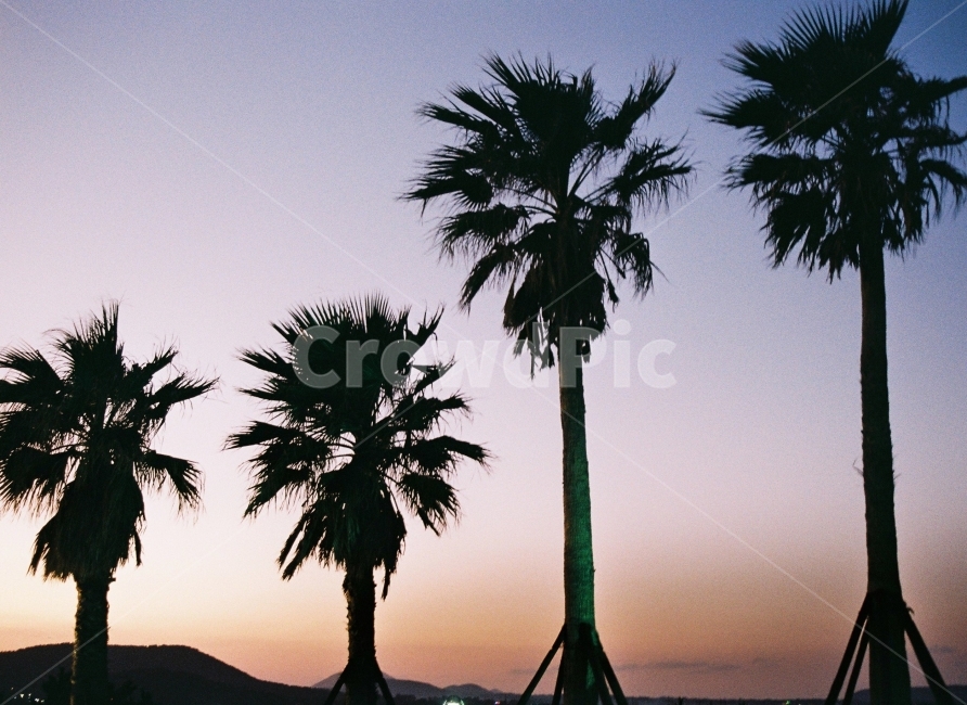 야자수,감성,노을,제주,나무,우울함,자연,풍경,nature,landscape,식물,plants,나무,trees,wood,palm tree,tree,plant
