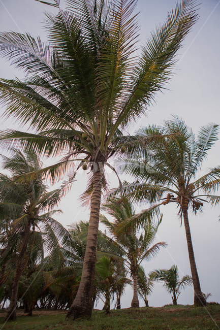 nature,자연,water,물,outdoors,옥외,sea,모래,바닷물,thailand,phuket,resort,summer,여름,비치,beach,tree,plant,palmtree,풍경,동남아,태국,푸켓,해변,해변가,바다,바닷가,해안,해안가,해수욕장,코코넛,리조트,바람,백그라운드,야자수,야자나무,야자열매,방풍림,휴양지,나무,식물,열대식물,열대,아열대,배경,background,나무,trees,wood