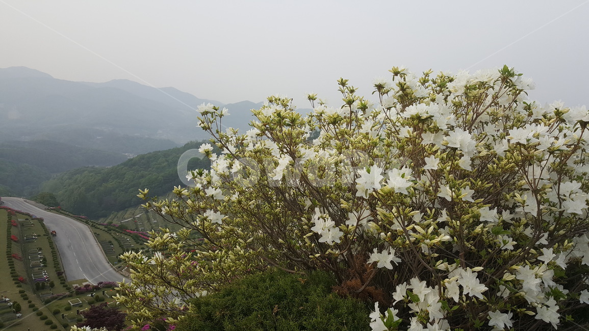 꽃,풍경,따뜻,식물,진달래,꽃,flower,나무,trees,wood
