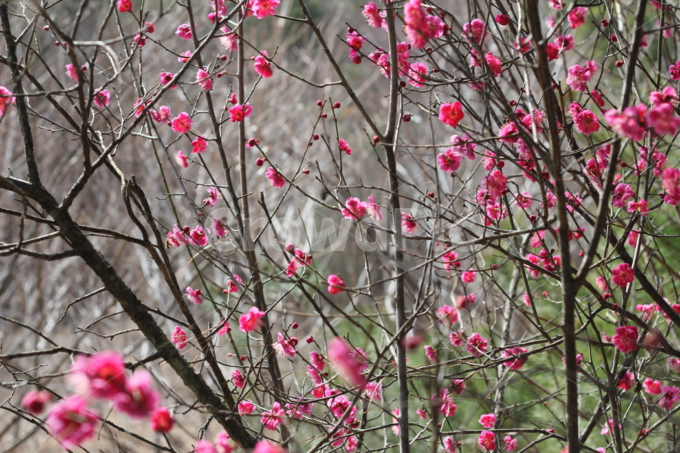 철쭉,진달래,산철쭉,봄꽃,식물,plant,꽃,flower,야생화