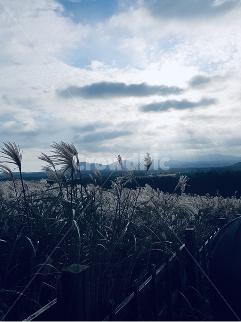 자연,갈대,하늘,구름,식물,자연,풍경,nature,landscape