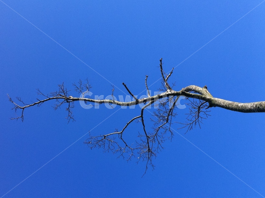 나무,하늘,파란색,가을,나뭇가지,식물,자연,plants,nature,나무,trees,wood