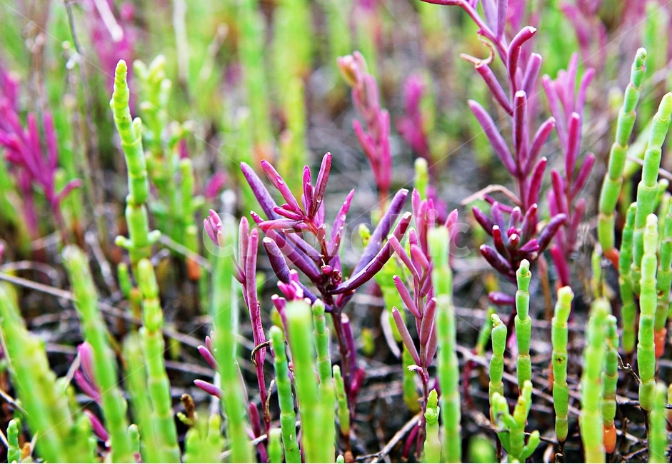 함초,염생식물,염초식물,갯벌,식물,식물,자연,plants,nature