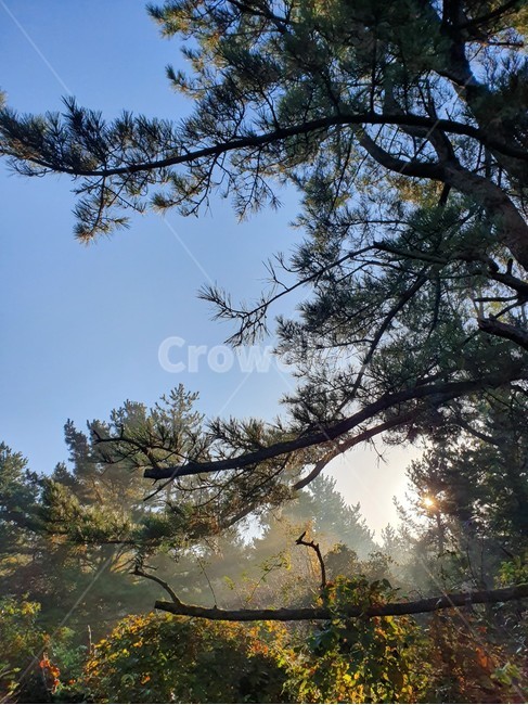 식물,나무,tree,제주도풍경,제주풍경,제주도자연경관,제주소나무,소나무,제주오름