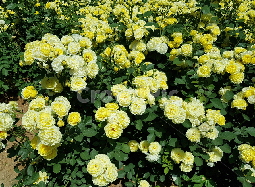 봄,꽃,장미,노란장미,계절,식물,자연,plants,nature,꽃,flower