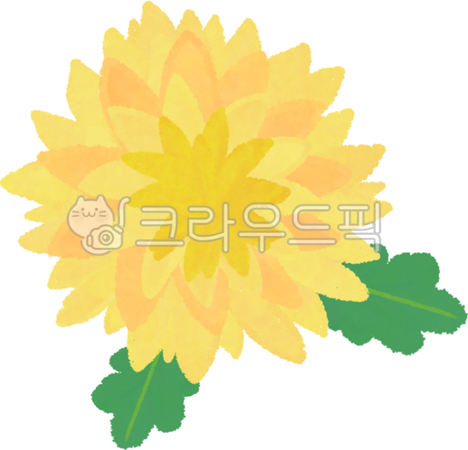 국화,가을국화,국화꽃,노란국화,가을