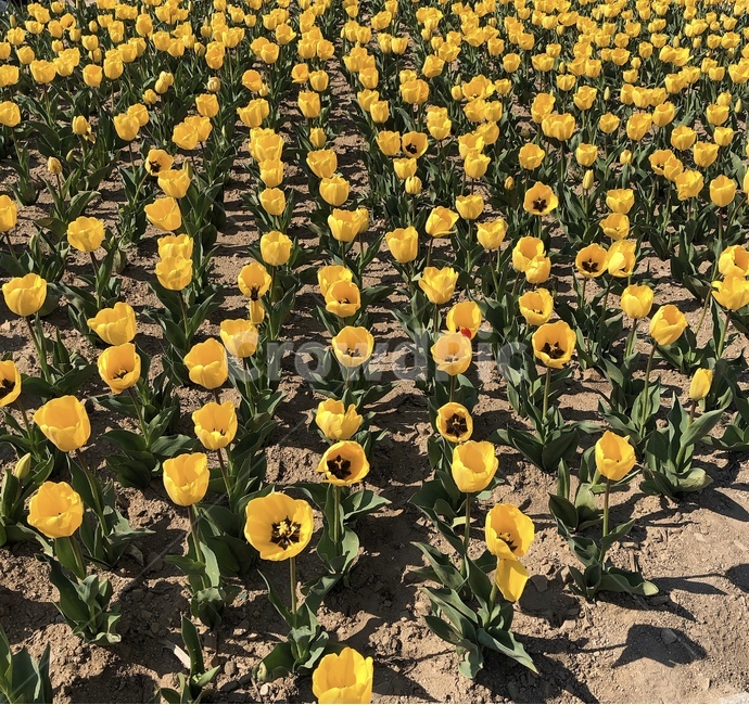 꽃밭,꽃,flower,yellow,자연