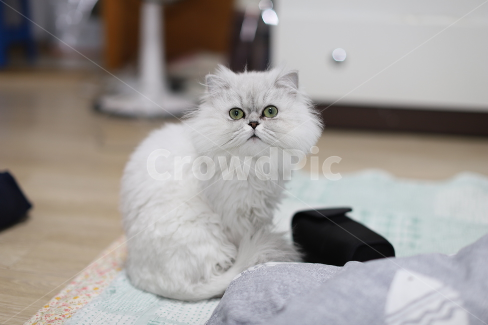 고양이,페르시안,페르시안친칠라,애완동물,야옹,동물,animal,포유류,mammal,고양이,cat,kitten,kitty