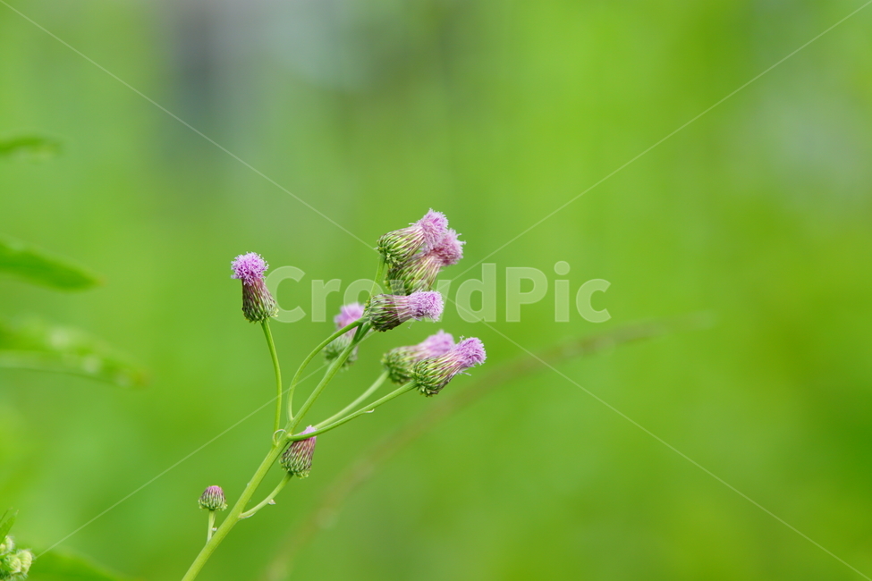 식물,초록,배경,공원,풍경,식물,자연,plants,nature,꽃,flower