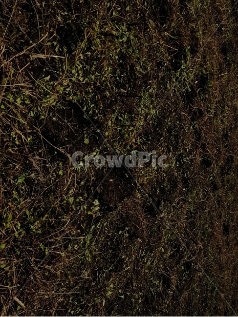 흙,땅,풀,soil,grass
