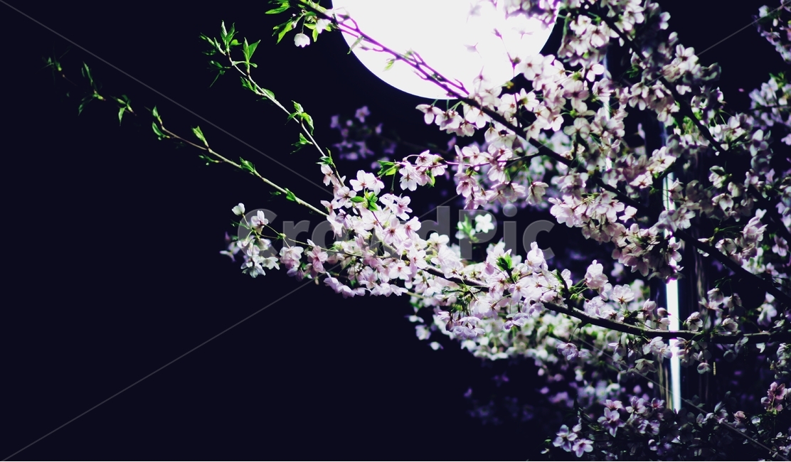 봄사진,야경,밤사진,꽃사진,벚꽃,봄꽃,봄,봄,계절,spring,season,야경,밤,풍경,nightscape,night,landscape,식물,자연,plants,nature,꽃,flower,plant