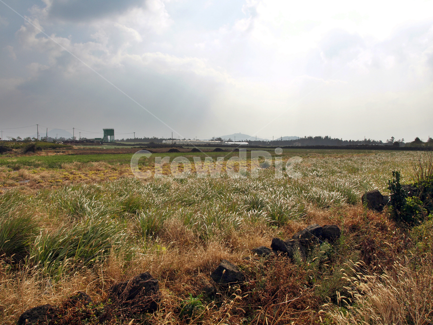 밭,올레12코스,올레길,제주,서귀포시,자연,풍경,nature,landscape,ground,바닥,outdoors,옥외,field,들,grassland,목초지