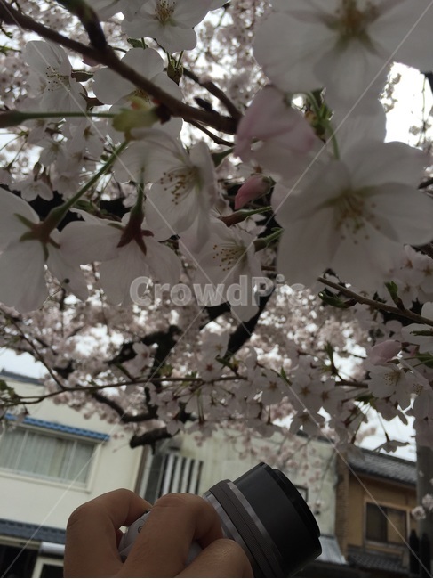 일본,사쿠라,벛꽃,桜、さくら,파란배경,봄