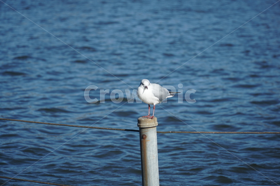 공원,새,동물,일상,호수,에너지산업,energy industry,사물,물건,오브젝트,thing,object,matter,bird,animal,seagull,갈매기