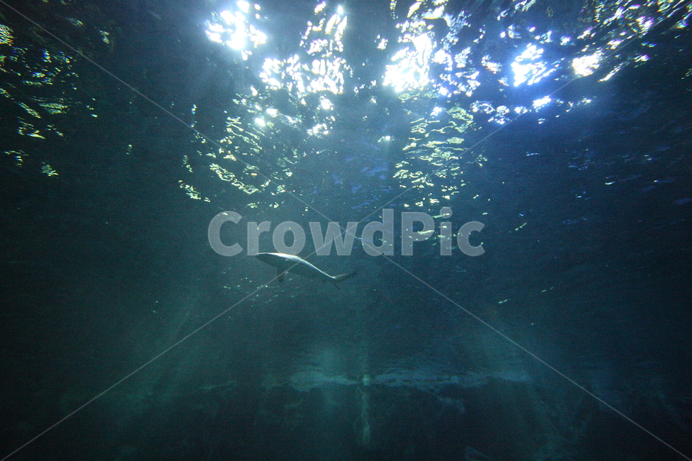 물고기,수족관,수중생물,아쿠아리움,aquarium,fish,동물,animal,어류,물고기,fish