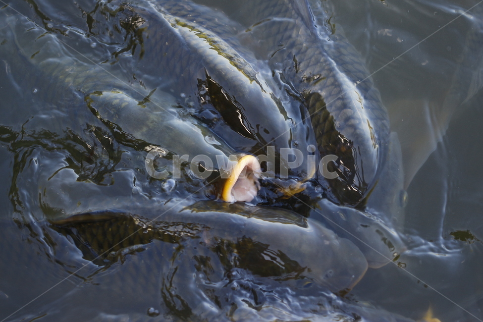 잉어,물고기,인천대공원호수,호수,fish,동물,animal,어류,물고기,fish