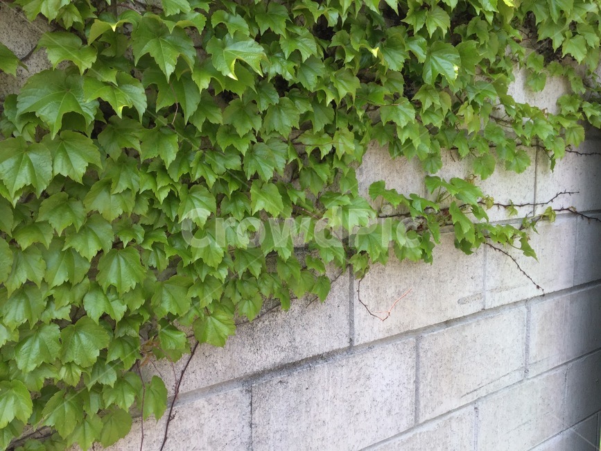 담장,담쟁이,식물,덩굴,넝쿨,creeper,vine,ivy,wall,plant,초록잎,green,leaves