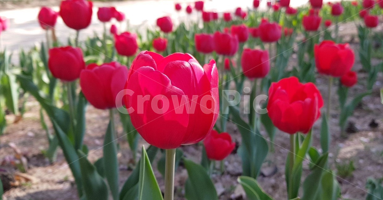 꽃,flower,수선화,plant,식물,튤립,tulip,봄,blossom