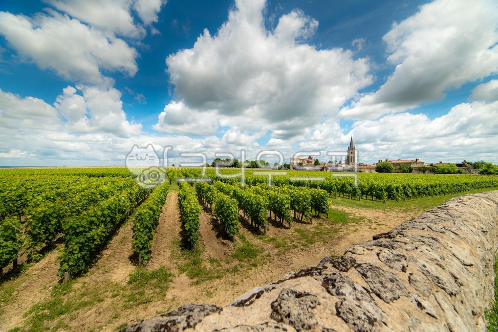 유럽,europe,프랑스,france,생떼밀리옹,saintémilion,saintemilion,와인마을,winevillage,세계문화유산,worldheritage,포도밭,vinyard,wine,와인,보르도,보르도와인,bordeaux,bordeauxwine,프랑스남부,마을,villige,감성,느낌,경치,landscope,자연,nature