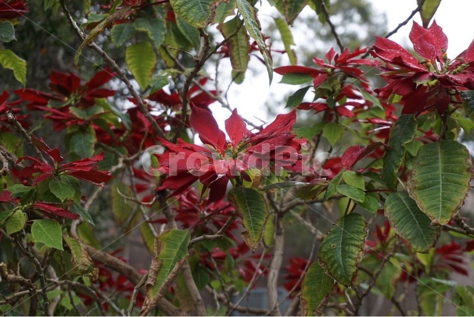 꽃,자연,원본,빨강,나무,flower,nature,original,red,tree,식물,자연,plants,nature,꽃,flower