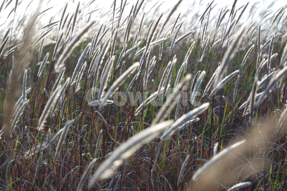 가을,갈대,갈대밭,autumn,reed,바람