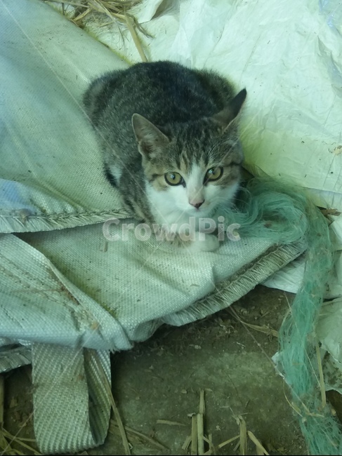 고양이,야생고양이,cat,반려동물,길냥이,개냥이,새끼고양이,새끼,눈,동물눈