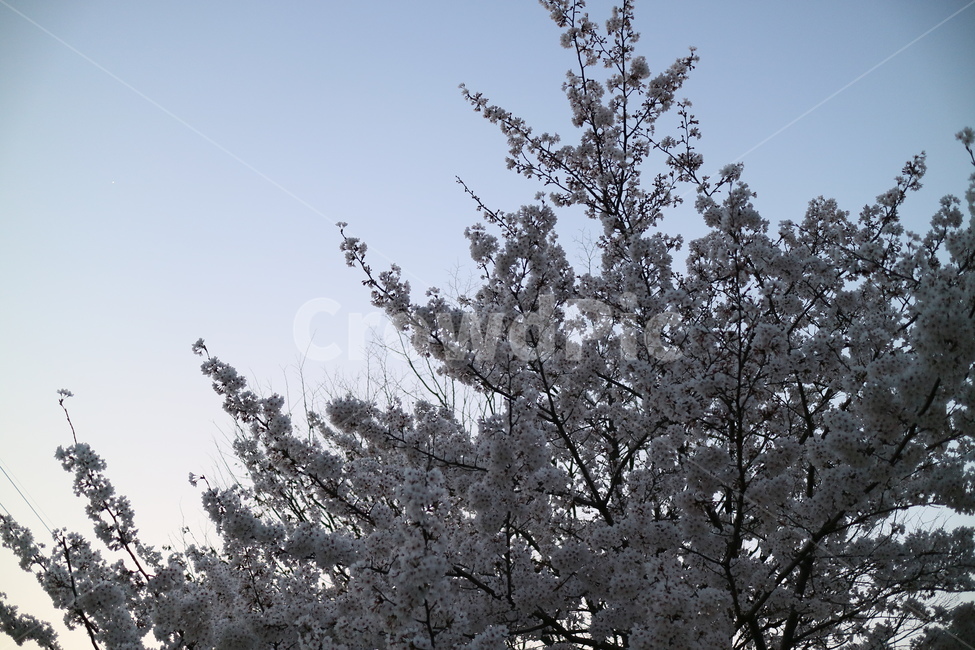 벚꽃,하늘,꽃,봄,노을,plant,식물,tree,나무