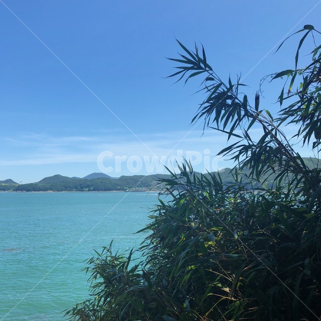 풍경,바다,대나무,그린,자연,자연,풍경,nature,landscape,outdoors,옥외,land,땅,shoreline,해안선,water,물,ocean,대양,sea,promontory,곶,vegetation,초목,plant,식물