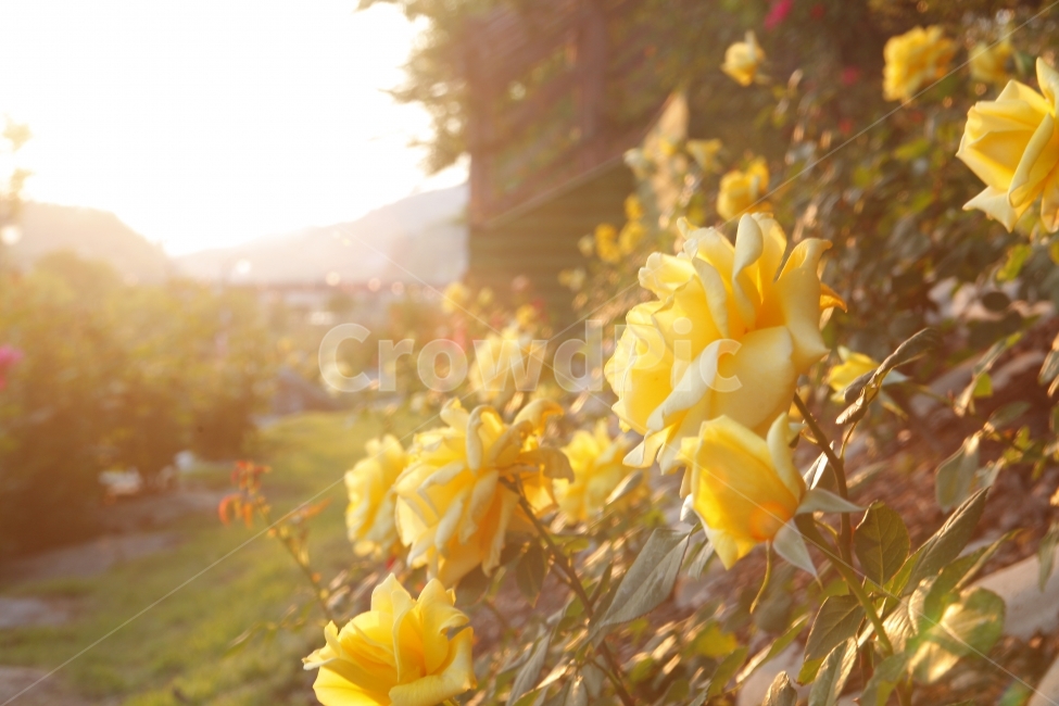 장미,노을,감성,자연,풍경,식물,자연,plants,nature,꽃,flower,휴식,힐링,rest,relaxation,healing