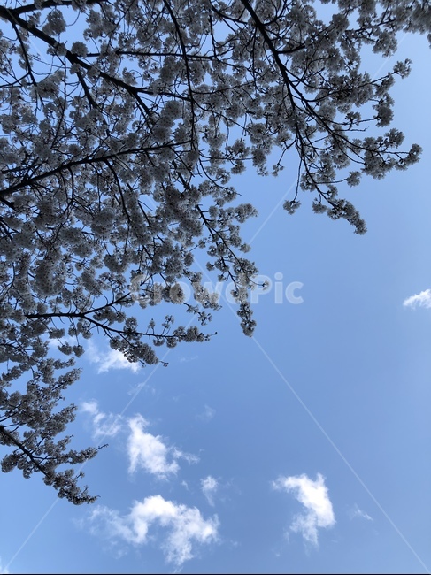 봄,맑음,하늘,구름,봄하늘,벚꽃,자연,풍경,nature,landscape,tree,나무,plant,식물