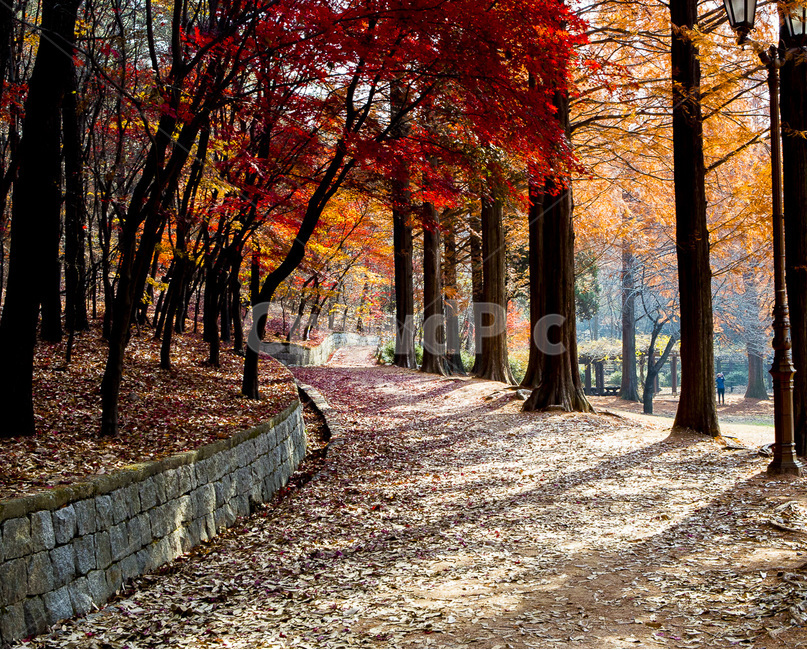 인천공원,메타세콰이어터널,단풍터널,낭만,단풍,가을,가을,계절,fall,autumn,season,자연,풍경,nature,landscape,tree,나무,plant,식물,leaf,잎,tree trunk,나무 줄기